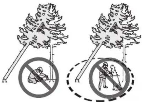 HUSQVARNA 543 XP G - Liberazione di un albero intrappolato - 2