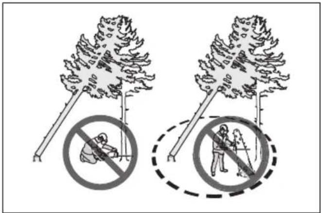 HUSQVARNA 543 XP G - Dégagement d'un arbre bloqué - 2