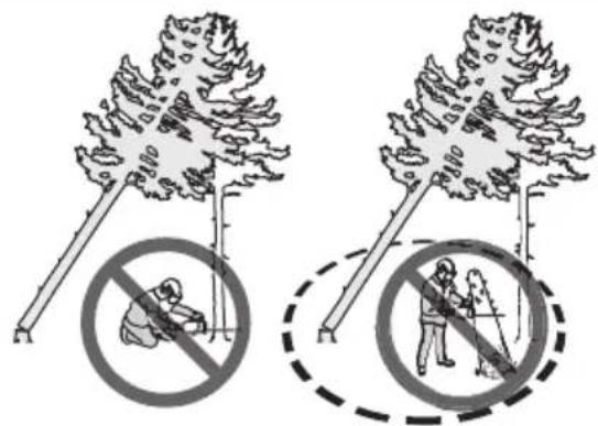 HUSQVARNA 543 XP G - Sprostitev ukleščenega drevesa - 2
