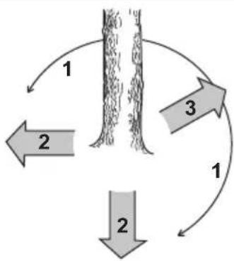 HUSQVARNA 543 XP G - Limpieza del tronco y preparación del camino de retirada - 2
