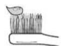 PANASONIC EWDC12 - Placera tandborsten i munnen. - 2
