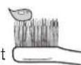 PANASONIC EWDC12 - Place the toothbrush in your mouth. - 3