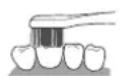PANASONIC EWDC12 - La surface avant et la surface de mastication des dents - 2