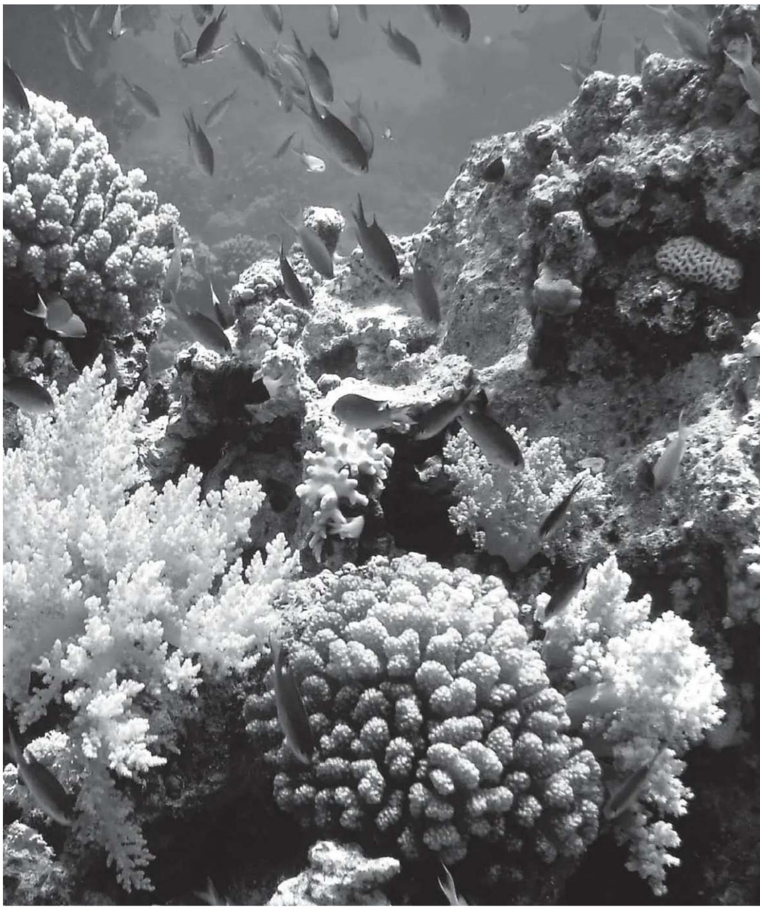 Ferplast Bluwave 03 - DOSKONALEPARAMETRY. - 2