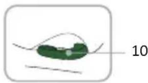 Foppapedretti Disk Grow iSize - Dos 100 cm ate os 150 cm (i-Size booster seat) - 17