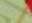 NINTENDO Pikmin 2 (Wii) - Exploración por分开arado - 5