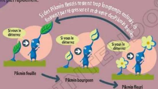 NINTENDO Pikmin 2 (Wii) - Croissance des Pikmin - 1
