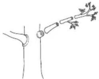 HUSQVARNA 536LiPT5 - Stem limbing - 5