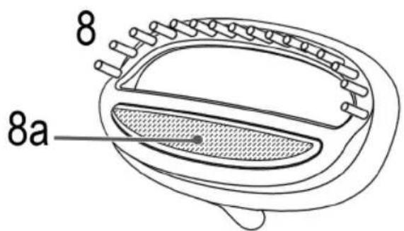 8 8a