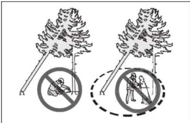 HUSQVARNA 545 II - Dégagement d'un arbre bloqué - 2