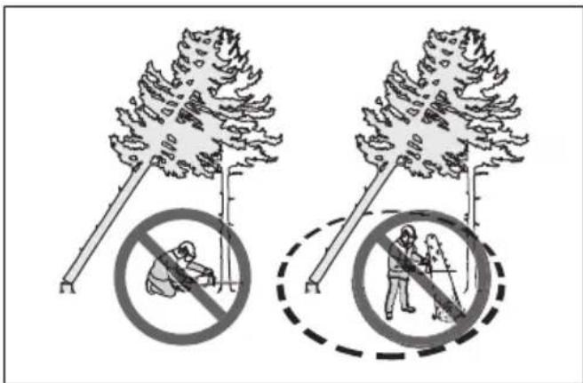 HUSQVARNA 545 II - So befrien Sie einen eingeklemmten Baum - 2