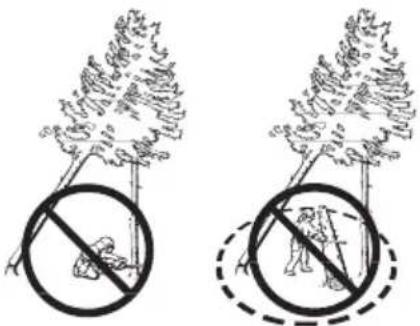 HUSQVARNA 439 - Derribo de un árbol "atascado" - 1