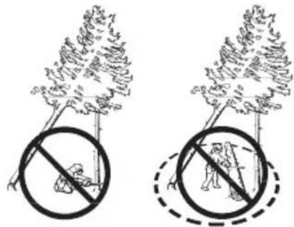 HUSQVARNA 439 - Freeing a "trapped tree" - 1