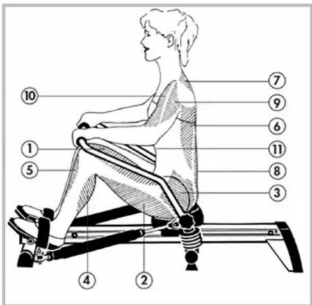 KETTLER Regatta 300 - Which muscles are called into action? - 1