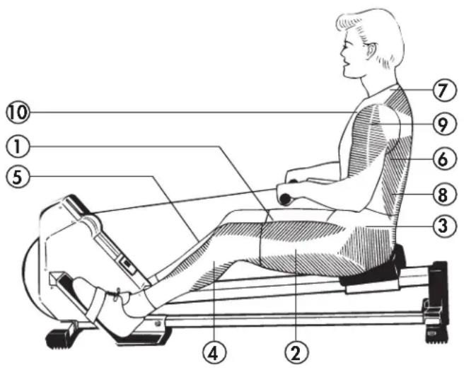 KETTLER Rower 2.0 - Which muscles are called on - 1