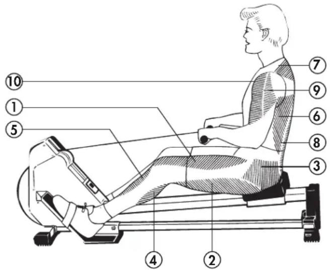 KETTLER Rower 2.0 - Vorteile des Rudertrainings - 1