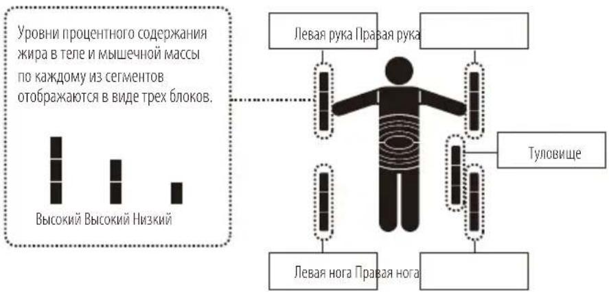 TANITA InnerScan V BC602 - ПОСМОТР ПOKАний КождOMУ ИЗ CEGMEHTOB - 2