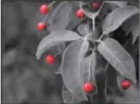 SONY Alpha NEXF3Y - Effet de photo - 9