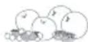 Fisher & Paykel Active Smart E522BLXU - Fruits - 1