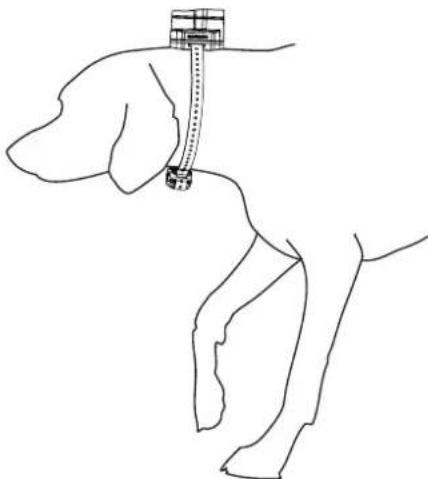 GARMIN Upland - Putting the Beeper Device on Your Dog - 1