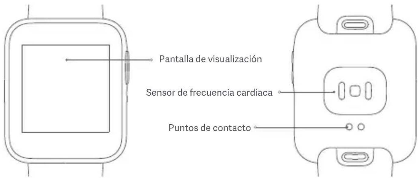 Pantalla de visualización Sensor de frecuencia cardíaca Puntos de contacto