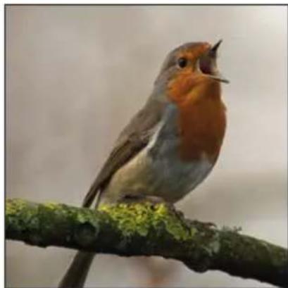 Explore Scientific BT82SF - Conseils sur l'observation - 5