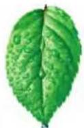 BARTSCHER GS C350 RW - Écoulement - 1