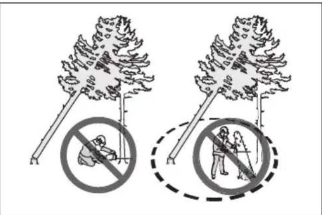HUSQVARNA 560 XP Mark II - Dégagement d'un arbre bloqué - 2