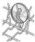 MAYTAG JetClean Plus MDB8949SBB - Attaches pour tasses - 1