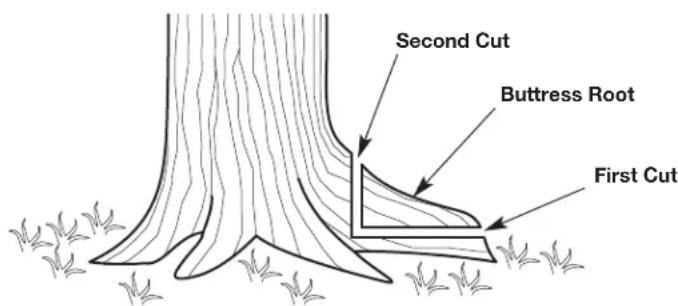 REMINGTON RM4040 - Step 1: Removing Buttress Roots - 2
