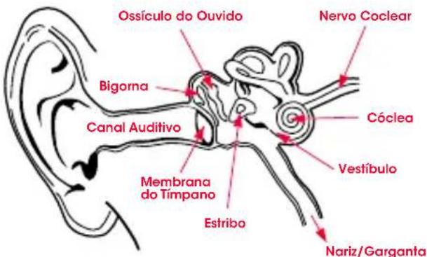 MONSTER Powerbeats - Fisiologia do Ouvido - 1