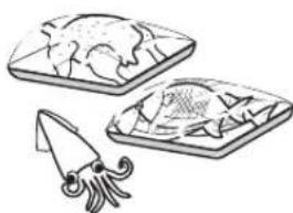SIGNATURE UPSXB2627S - Guide de conservation des aliments - 3