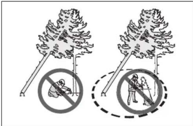 HUSQVARNA 592 XP - Pour dégager un arbre coince - 2
