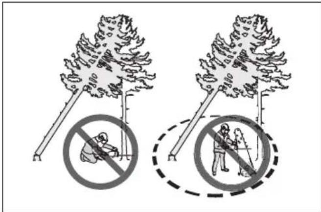 HUSQVARNA 585 - Pour dégager un arbre coince - 2