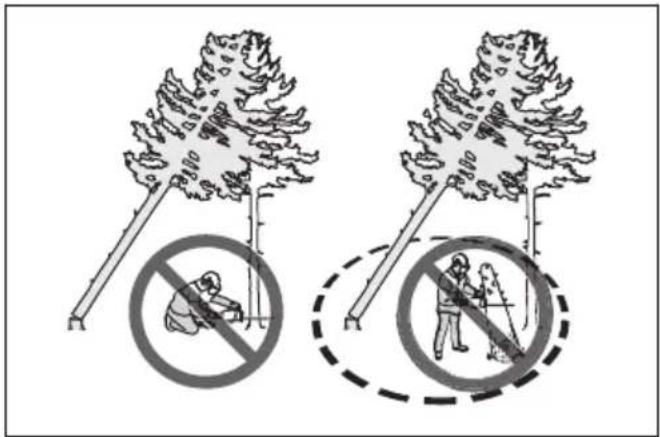 HUSQVARNA 592 XP G - To free a trapped tree - 2