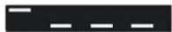 STEINBERG Cubase Pro 11 - Pattern de click - 1