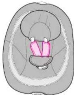GRACO DuetConnect - - Fundas del arnes - 2
