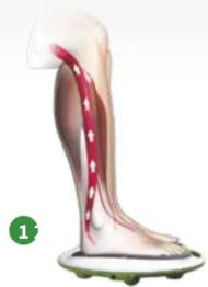 REVITIVE Circulation Booster ArthritisKnee - Comment fonctionne REVITIVE Arthrose-Genou ? - 2
