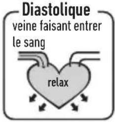 Diastolique veine faisant entrer le sang relax