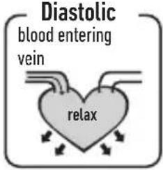 Diastolic blood entering vein relax