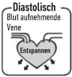 Diastolisch Blut aufnehmende Vene Entspannen