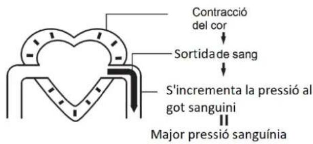 Orbegozo TES 3650 - La circulació sanguínia - 1