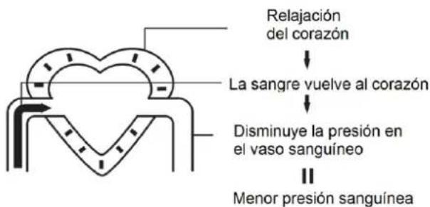 Orbegozo TES 3650 - La circulación sanguínea - 2