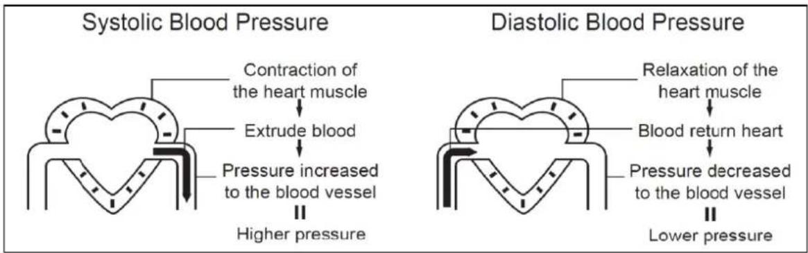 Systolic Blood Pressure Contraction of the heart muscle Extrude blood Pressure increased to the blood vessel Higher pressure Diastolic Blood Pressure Relaxation of the heart muscle Blood return heart Pressure decreased to the blood vessel Lower pressure