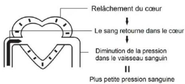 Orbegozo TES 3650 - La circulation sanguine - 2