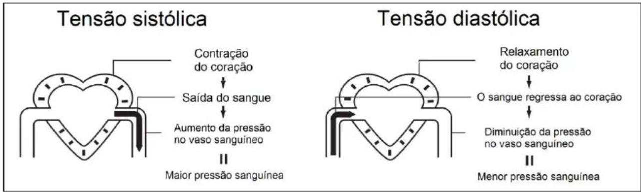 Orbegozo TES 3650 - A circulação sanguínea - 1
