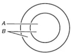A B
