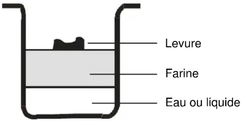 Levure Farine Eau ou liquide
