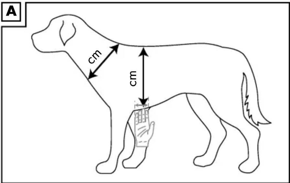 ZOOFARI HG04974A - Determinar la talla correcta (Fig. A) - 1