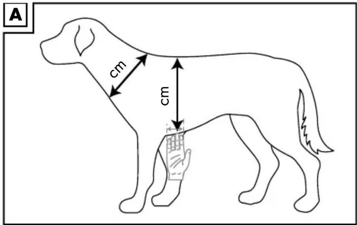ZOOFARI HG04974A - Determining the correct size (figure A). - 1
